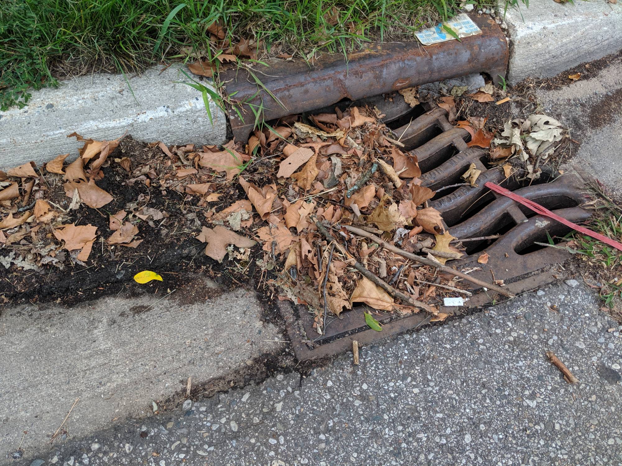 A clogged storm drain full of leaves and debris.